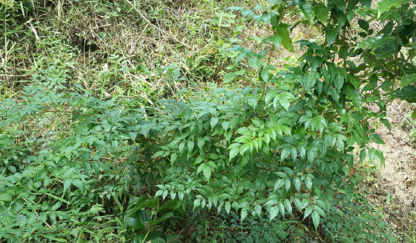 Tác Dụng Của Trà Dây Là Gì? Mua Ở Đâu?